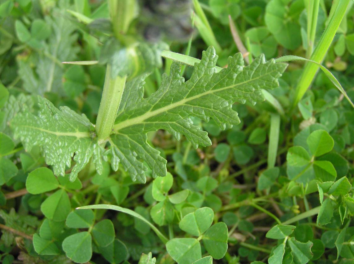 Salvia verbenaca / Salvia minore